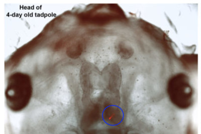 Head of 4 day old tadpole has a neuron highlighted in red and circled.
