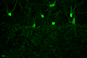 Transplanted inhibitory neurons (green) successfully integrated into the hippocampus of a recipient mouse.