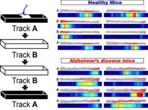 Brain activity of mice in an expierment