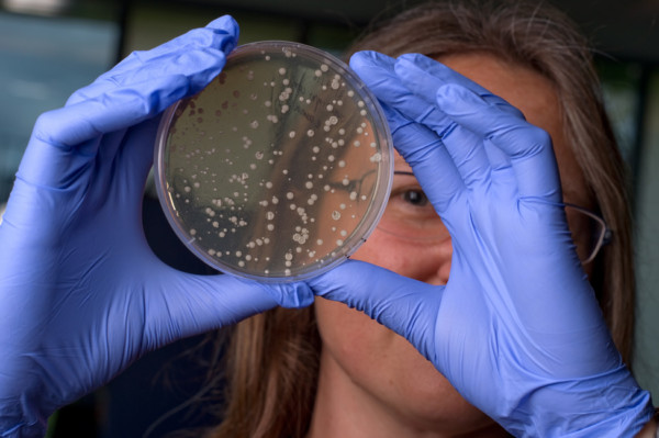 Female researcher holds up a petri dish.