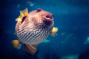 Photo of a pufferfish swimming in the ocean