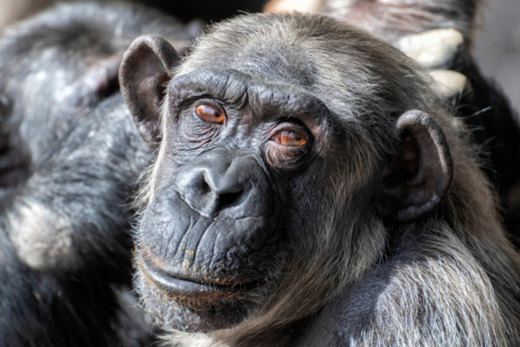 A chimpanzee stares at the camera.