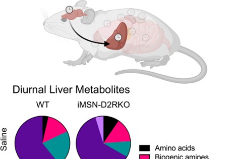 A see-through rat has its brain and liver highlighted.