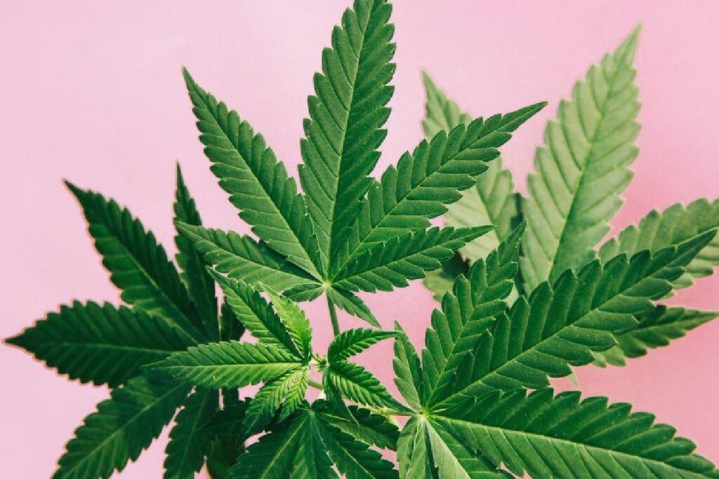 Image of Cannabis leaves on a pink background