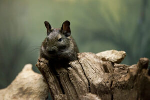 Image of a Chilean Rat